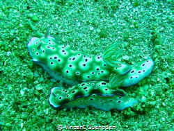 Nudibranch by Vincent Guenoden 